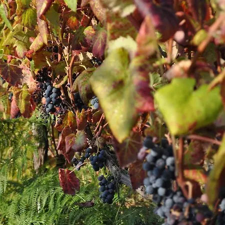 Roselane Farm Vilela (Braga)